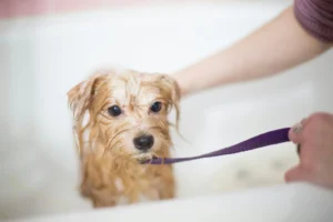 Small wet dog getting a bath in a white bathtub, held on a purple leash by its owner